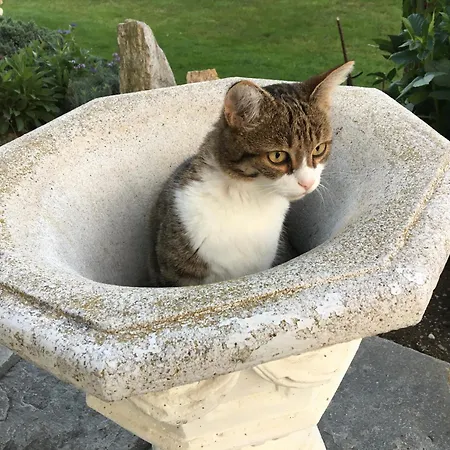 公寓 Haus Wilhelm *